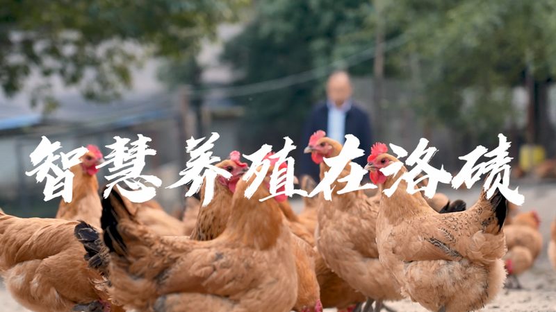 Vero细胞培养基：揭秘其背后的科学奥秘与应用**