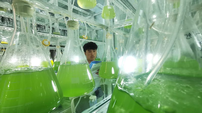 CDMO客户群分类：揭秘医药研发背后的合作伙伴